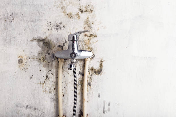Best Insurance-Related Mold Remediation in Arp, TX