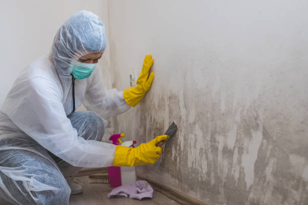 Professional Mold Remediation in Arp, TX