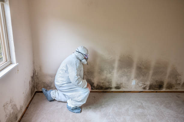 Best Residential Mold Remediation in Arp, TX