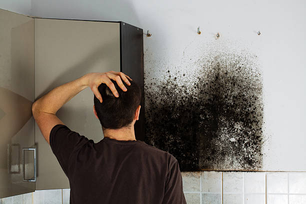 Best Residential Mold Remediation in Arp, TX