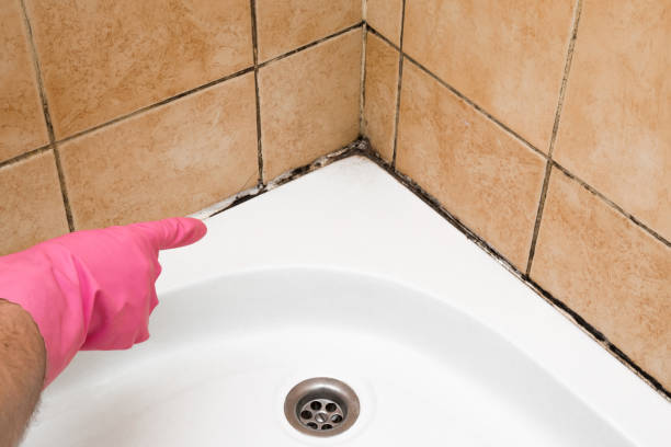 Best Health and Safety Mold Remediation in Arp, TX
